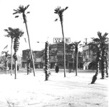 雪のワシントン椰子