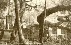 楓櫻の色豊かなる若葉公園ご忠勲碑　（阿波椿泊名勝）