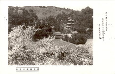 櫻花爛漫の眉山