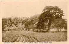 阿波岩脇公園千代の松より妙見山を望む