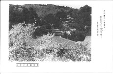 桜花爛漫の眉山