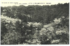 花か雲か大瀧山を彩どる一目千本