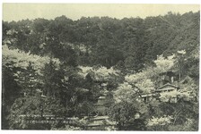 花か雲か大瀧山を彩どる一目千本