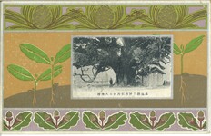 徳島県三好郡加茂村の大樟樹