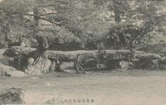 徳島公園内奇石