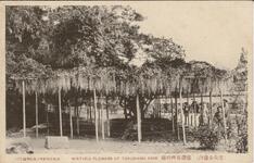 （徳島公園内）龍潜池畔の藤