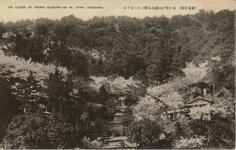 （徳島景観）花か雲か大滝山を・・・