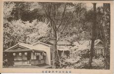 徳島東山中央の桜花