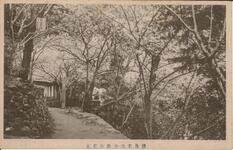 徳島東山中央の桜花