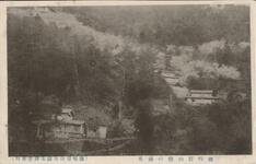 徳島眉山桜の満花