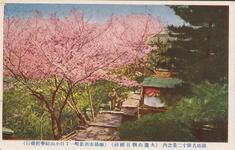 徳島名勝十二景之内（大瀧山朝日館前）