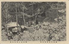 徳島市名所絵葉書桜花時の眉山公園