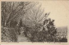 徳島大瀧山公園内（桃山四半の桜）