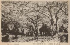 徳島大瀧山公園内（危塔附近の桜）