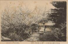 徳島大瀧山公園内（朝日館前の桜）