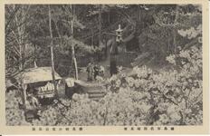 徳島市名所絵葉書　桜花時の眉山公園