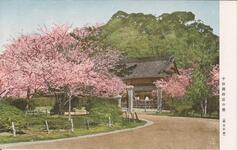 千秋閣付近の桜（徳島公園）