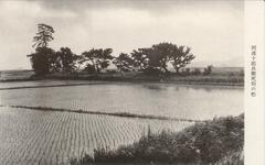 阿波十郎兵衛死刑の松