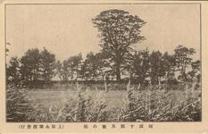 阿波十郎兵衛の松