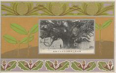 徳島県三好郡加茂村の大樟樹