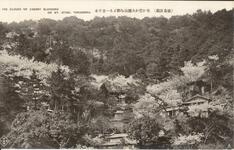 （徳島景観）花か・・・大瀧山・・・