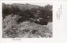 櫻花爛漫の眉山