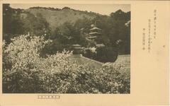 櫻花爛漫の眉山