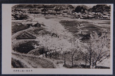津峰登山道の桜並木