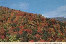 雄大な原生林と紅葉の奥槍戸